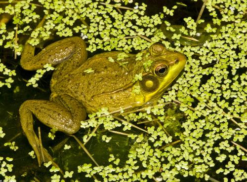 Northern Green Frog - Enjoys the confort of damp green environment-lives and reproduces in water, but can live on trees too!