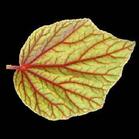 leaf of love to you - A a leaf with music of the soil in its veins
Yellow lakes of the Sun in its cells leaf of love to you - A a leaf with music of the soil in its veins
Yellow lakes of the Sun in its cells