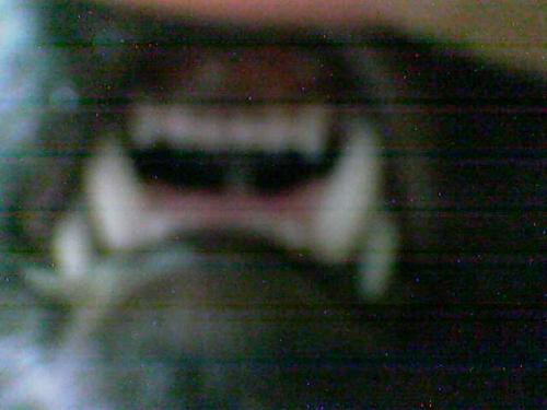 my cat - grizli