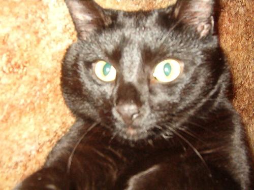 My panther - This is one of my babies.
