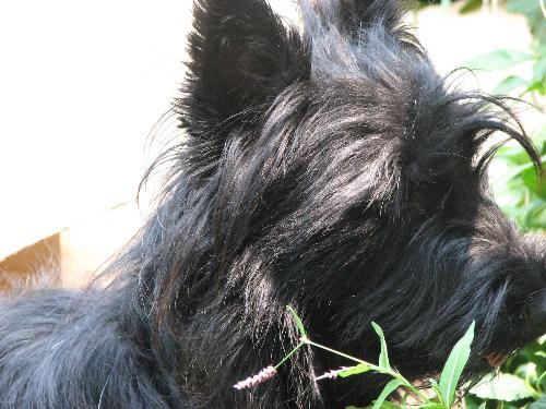 Sophie, my adorable Scottish Terrier - I love my Sophie so much that I'm thinking about getting a second Scottie. However, the breeders I've visited near me have nippy, kind of nasty dogs. Am I just lucky that my little girl is so wonderful with the kids or do these breeders have a bad line? I know Scotties tend to be a bit grumpy and self sufficient, but these dogs are just plain mean and the puppies seem really aggressive. 
