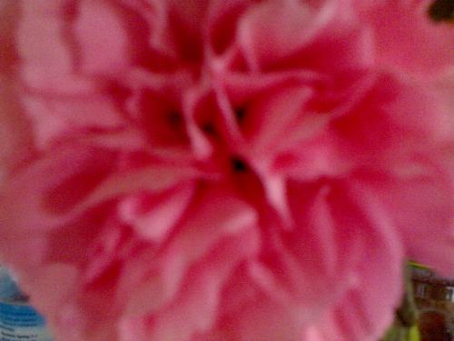 flower - carnation pink flower