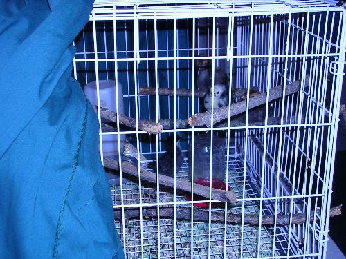 Baby Chicks - These are baby chicks that we are raising. Two are bantums. They don't get very big. The other ones are pollocks and will have really fluffy heads.