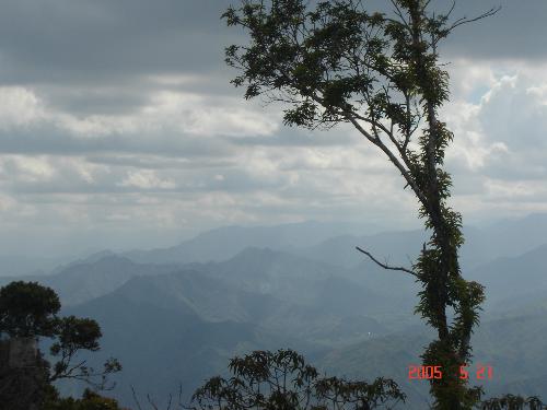 mountains - tree and mountains, foggy mountains