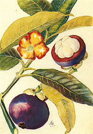 Mangosteen - Mangosteen - 'Queen of Fruits'