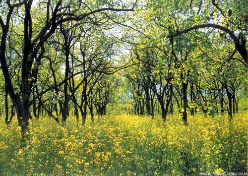 This is Mingora, Swat valley - Swat valley.