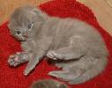kitten - small kitten