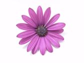 flower - purple flower