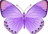 purple butterfly - butterfly