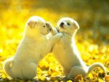 Dogs - Playing with puppies? Dogs - Playing with puppies?