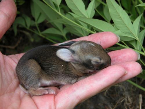 Baby Bunny in my hand - Baby Bunny in my hand. So small!