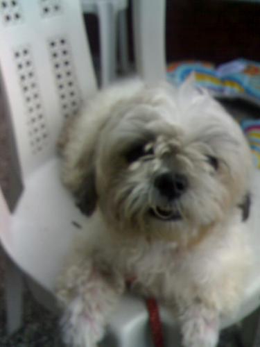 Dixiedoodle - This is my Pooch...such a wonderful angel brought to us by God to share joy and laughter to the family.