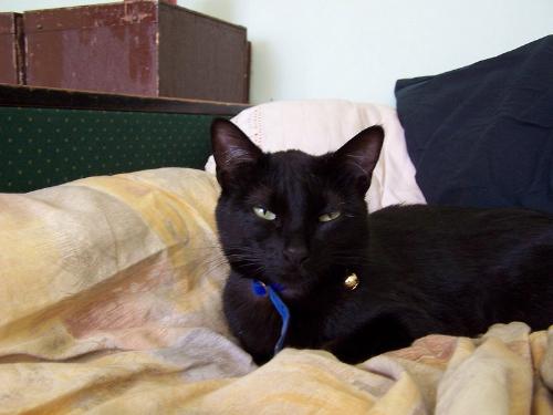 My cat - This is Feles and now she is 2,5 years old