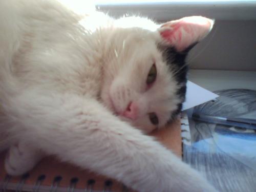 Isabelle - My gorgeous cat!