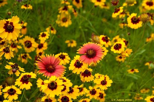 wildflowers - In Texas!You just had to be there!