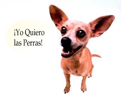 taco bell dog - A cute picture of the taco bell dog.