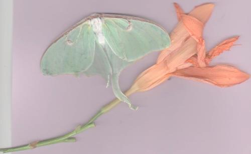 Today while walking I found, - A rare lunar moth and a flower so I took a picture.