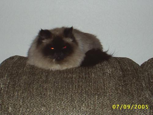 My Himalayan cat - Sleeping on a couch