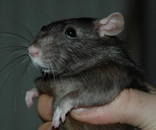 Penelope - This is my rat Penelope. She is the sweetest creature that I have ever known!