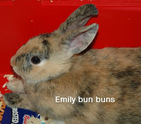 Emily - This is my Emily bun buns. OOH she's such a good rabbit!!