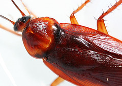 WOW! Thats a Cockroach! - A household pest called cockroach.