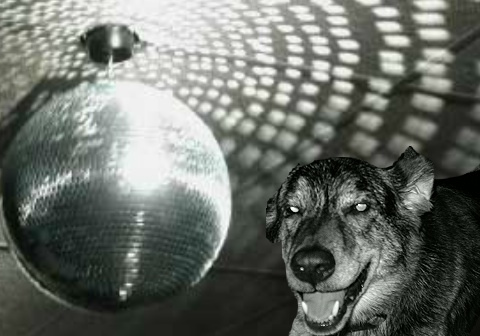Disco - Disco (both the music and the dog!)