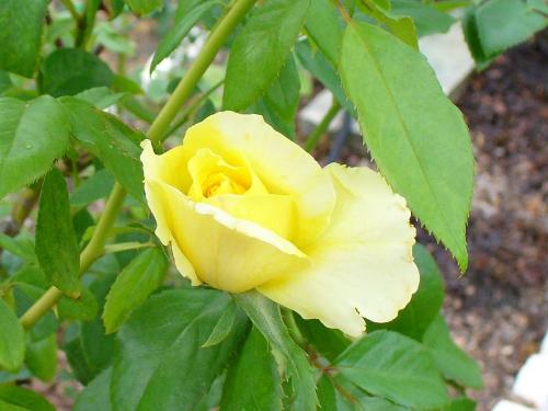 yellow rose - I just want to know if you like yellow rose...
