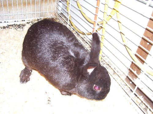 my rabbit - my pet rabbit