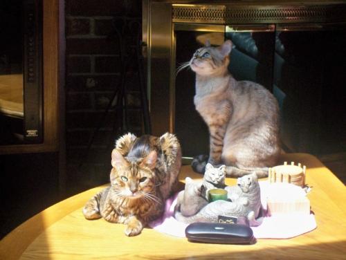 Bengals!! - kody and kimba