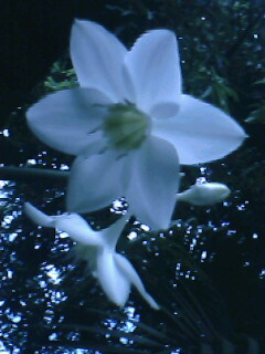 the beauty of virginity - Beautiful, this is virginity flower!