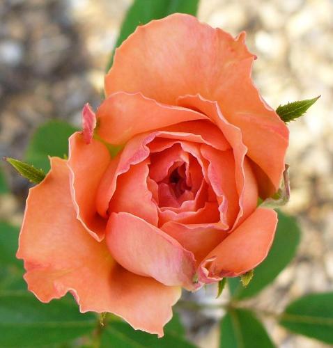 favorites - I love peach rose