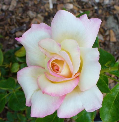 white rose - means purity...