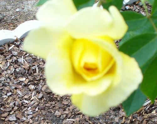 yellow rose - I don't know the meaning of the color...