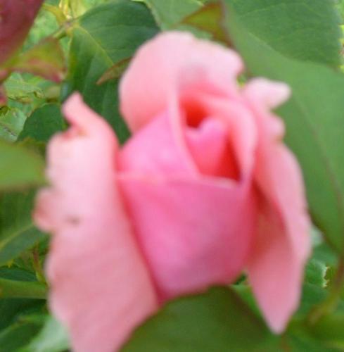 pink rose - when you're in love ...