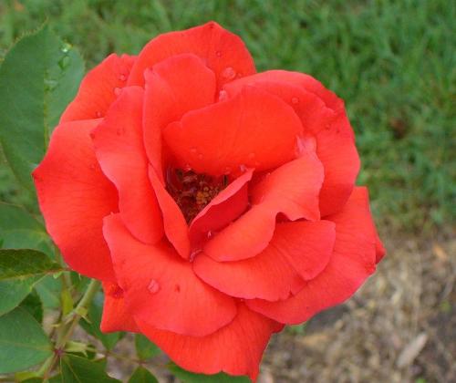 orange rose - so refreshing...