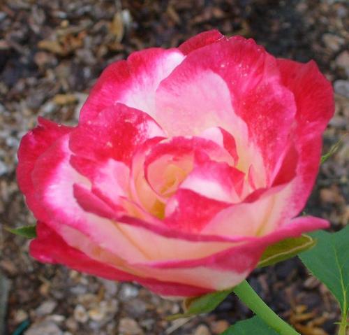 fragrance rose - it smells good...