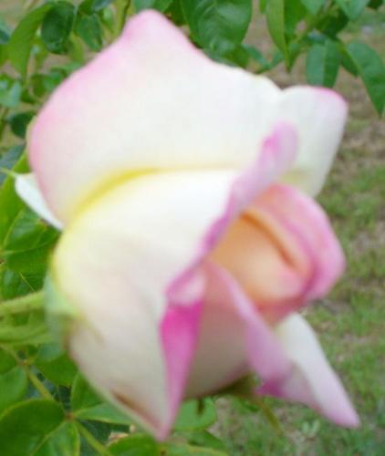 so pretty white rose - i just love seeing them...