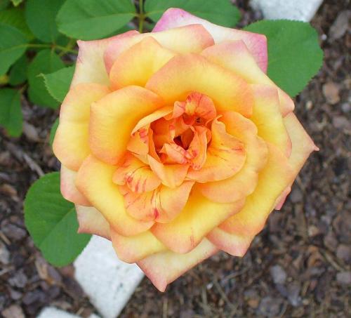 light orange rose - if I have them now...I'll put them on a vase