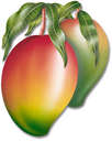 fruits, mangoes - Mangoes are sweet when ripe, it is when they turn from green to yellow or red.