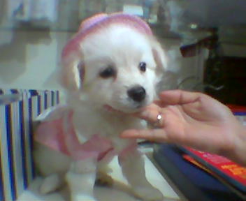 beauty - This is my pet beauty. This was taken when she was still a puppy but she's over a year now.