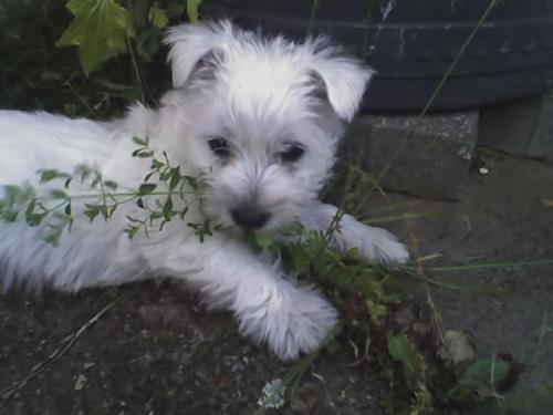 westy - a picture of my westy when she was a pup