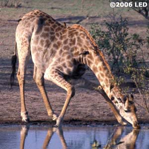 Giraffe.... it has long neck.... - do you know why a giraffe has to spread its leg to drink water from ground even though it has a long neck????