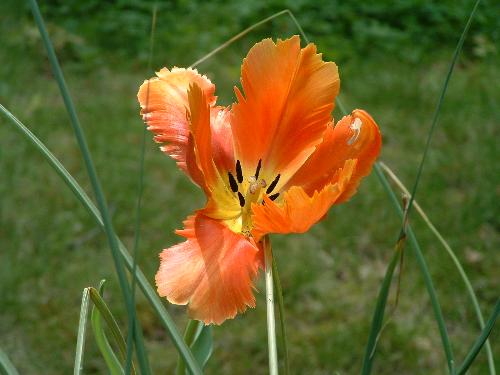 flower - flower photograph