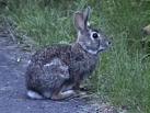 Wild Bunny  - wild bunny