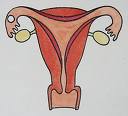 menstruation - a woman's ovary and its menstrual cycle