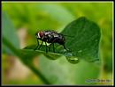 Housefly - Housefly on a leaf