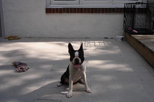 My Boston Terrier - This is my Bostn Terrier Puppy enjoying her first off-leash experience in someone's back yard.