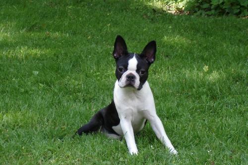 Boston Terrier Puppy - My adorable Boston Terrier puppy playing in the grass. This was her first out of doors off-leash experience and she LOVED it!