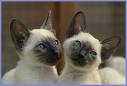 Siamese Cat - Siamese Kitten