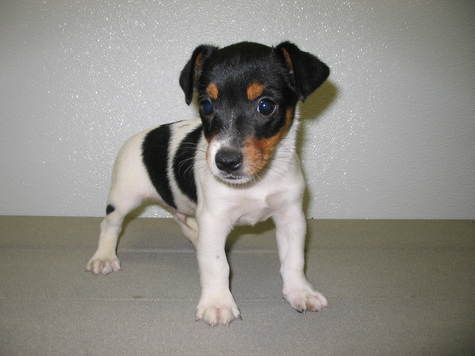 jrt - JRT pup